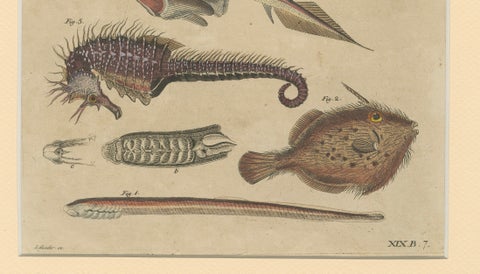 Antique Seahorse, Frilled Shark & Curious Fish Engraving, Bertuch, 1821, close-up 3