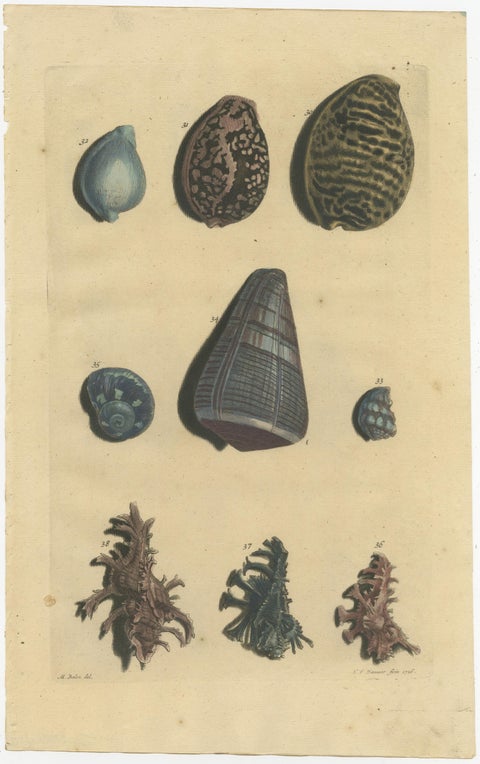 Set of 6 Colored Antique Prints of various Sea Shells and Molluscs, view 7