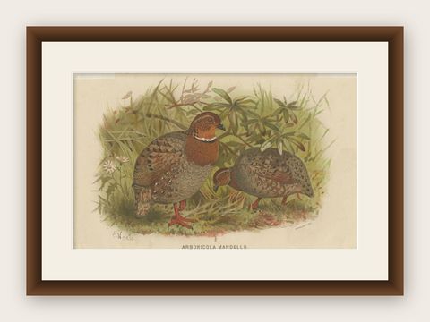 Antique Bird Print of the Bhutan Hill Partridge by Hume & Marshall, 1879, shown framed