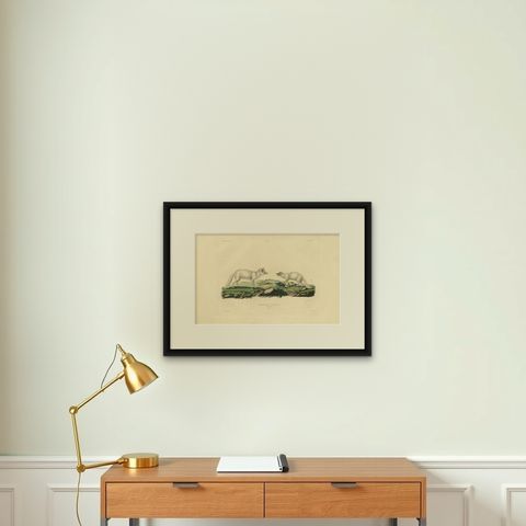 Rare Hand-Colored Engraving of the Artic Fox in Winter Coat, 1842, shown framed on a wall