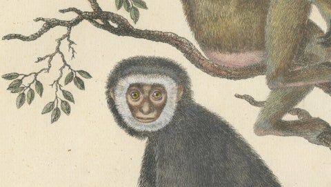 Antique Gibbons & Monkeys Lithograph by Karl Joseph Brodtmann, 1816, close-up 5