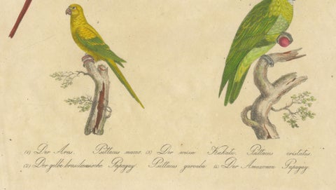 Macaw, Cockatoo & Amazon Parrots, Brodtmann Hand-Colored Lithograph, 1816, close-up 5