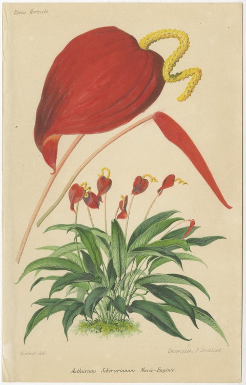 Exquisite Botanicals: Clianthus, Grevillea, Anthurium, and More, circa 1885, view 4