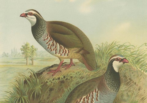 Red-Legged Partridge Pair, Antique Bird Chromolithograph, Caccabis Rufa c.1880, close-up 3