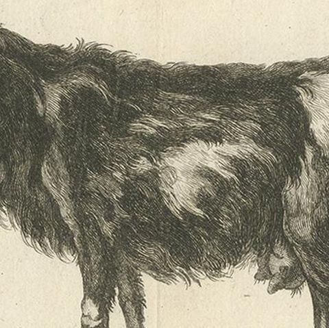 Antique Print of a Goat by Fessard, 1819, close-up 2