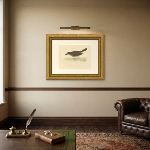Thrush and Earthworm, Song Thrush Antique Bird Print, Morris, 1896, shown framed on a wall