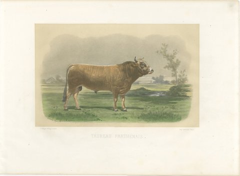 Parthenais Bull, Antique Cattle Print after Van Marcke, 1873, view 2
