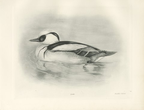 Smew Drake Swimming, Plate CXCIV after Lilian Medland, c. 1909