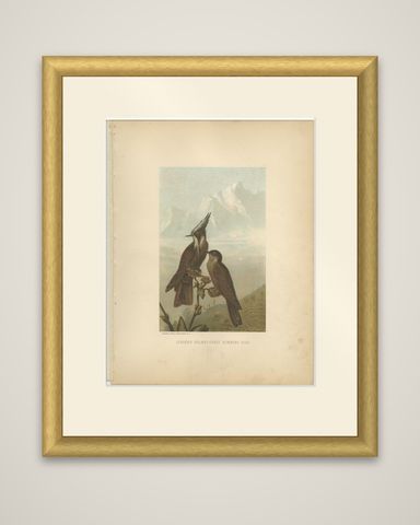 Antique Bird Print of Bearded Helmetcrests by Prang, 1898, shown framed