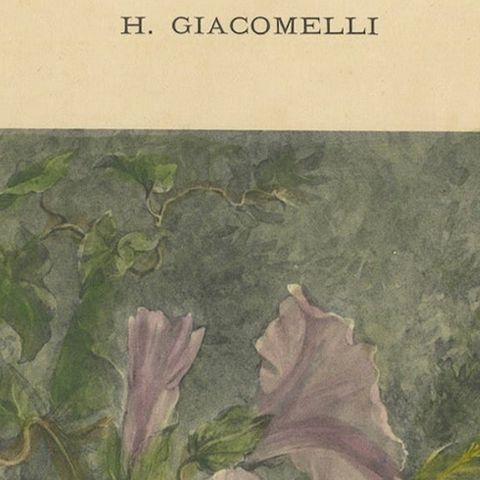 Morning Glories with Butterfly - Giacomelli’s Nature Print, Circa 1891, close-up 6
