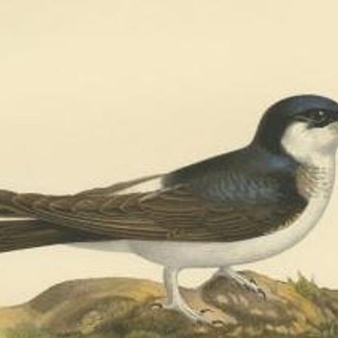 Antique Bird Print of the Common House Martin by Von Wright, 1927, close-up 2