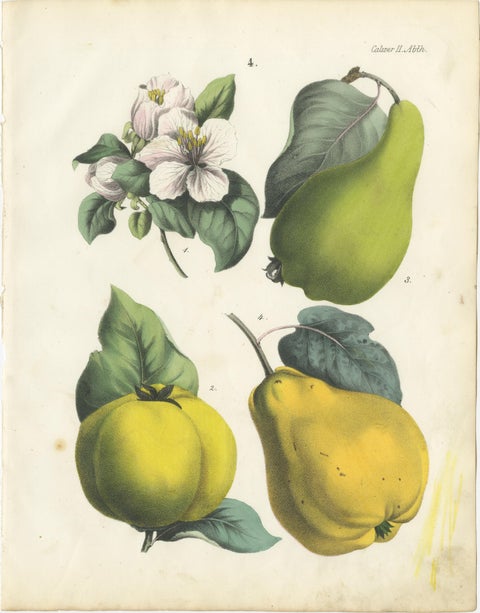 Antique Fruit Chromolithographs, Pears and Apples, Set of Six, Calwer 1854, view 4
