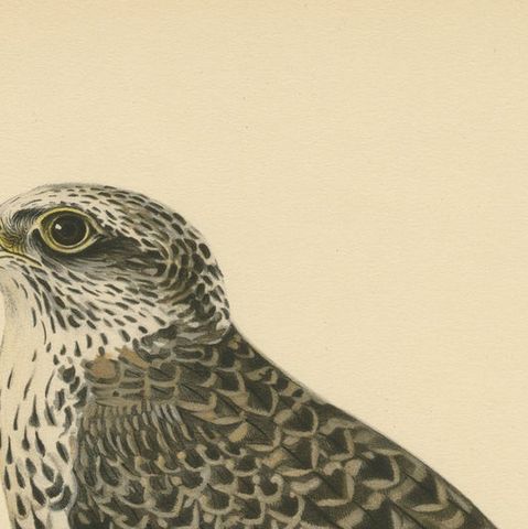 Watchful Hunter: The Gyrfalcon (Falco rusticolus), 1927, close-up 4