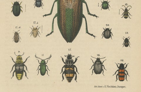 Set of 2 Antique Prints of various Beetles including a Rhinoceros Beetle, 1890, close-up 2