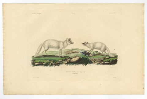 Rare Hand-Colored Engraving of the Artic Fox in Winter Coat, 1842, view 2