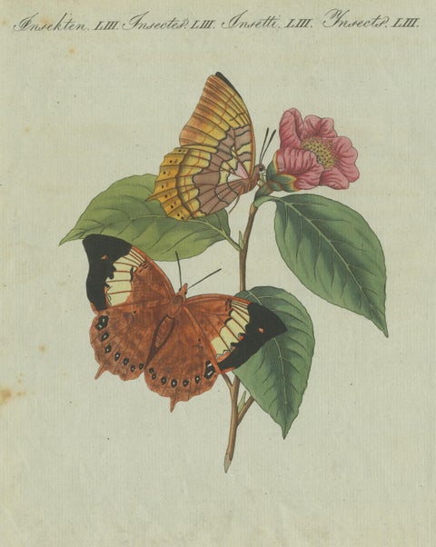 Original Antique Print of a Flower & Butterflies, Beautiful Hand Coloring, 1800, view 3
