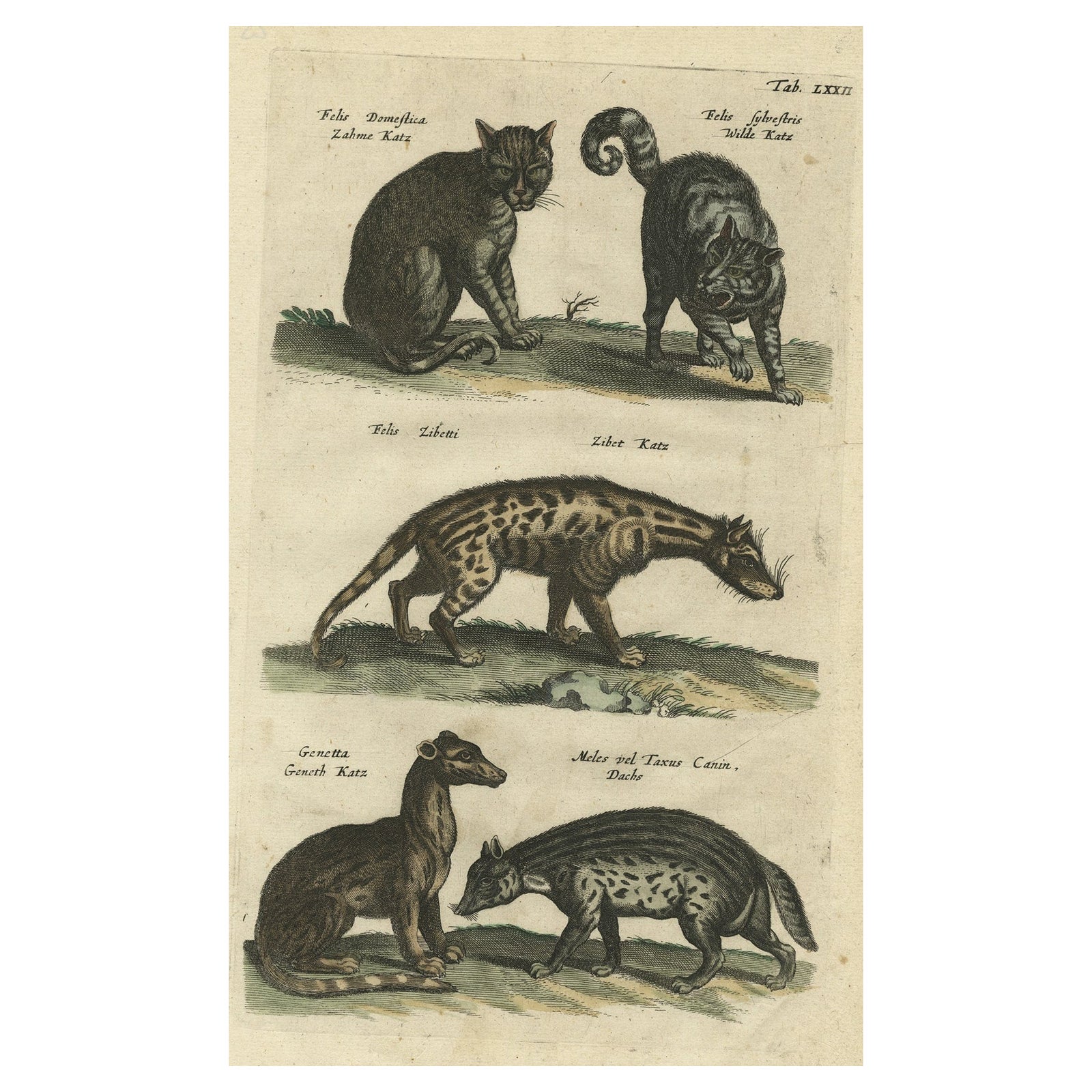 Antique Print of Domestic and Wild Cat Species, incl The Civet, 1657