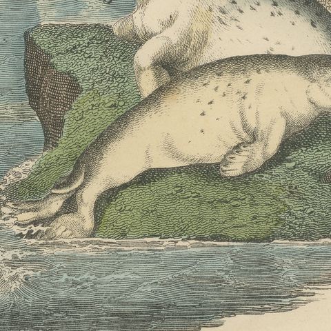 Antique Sperm Whale Print with Porpoise and Seals, Kolb Mammals, circa 1890, close-up 1