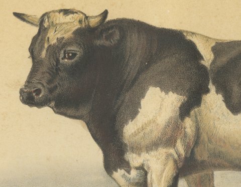 Dutch Bull, Black and White Cattle Chromolithograph by Olivier de Penne, 1863, close-up 1