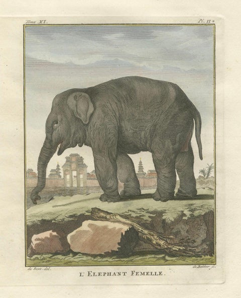 Charming Elephant Pair, Antique Hand-Coloured Prints by Buffon, 1769, close-up 6