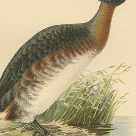 Antique Bird Print of the Horned Grebe by Von Wright, 1929, close-up 2