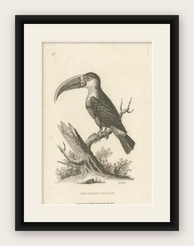 Antique Bird Print of the Red-Billed Toucan by Shaw, '1811', shown framed