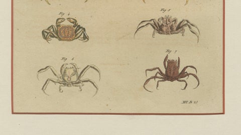 Antique Exotic Crabs & Fiddler Crab Engraving, Bertuch, c. 1813, close-up 4