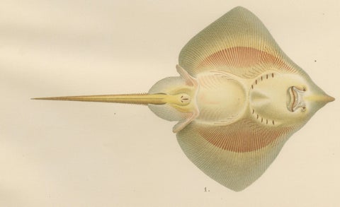 Rare Lithograph of Sharks and Skate from Pisces Scandinaviae Collection, 1895, close-up 3