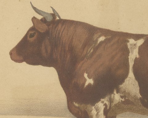 Ayrshire Bull, Scottish Cattle Chromolithograph by Olivier de Penne, 1863, close-up 1