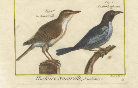 Hand-Colored Engraving of Warblers and Blackbirds from Histoire Naturelle, 1790, close-up 1