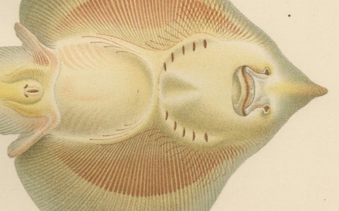 Rare Lithograph of Sharks and Skate from Pisces Scandinaviae Collection, 1895, close-up 2