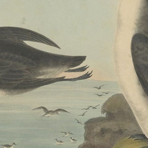Rare Large Antique Bird Print Depicting Xantus's Murrlets, 1869, close-up 3