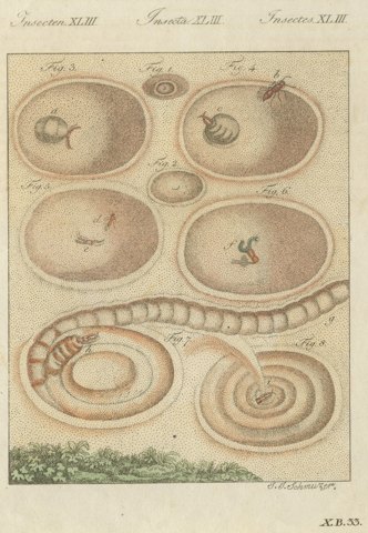 Insect Pit Traps in Sand, Antique Bertuch Print, circa 1805