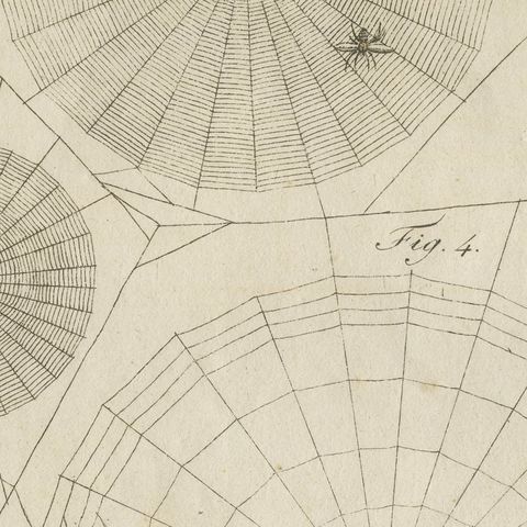 Spider Webs with Hatching Spiderlings, Antique Bertuch Print, circa 1805, close-up 5