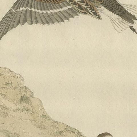 Little Stint, Antique Dutch Ornithology Print by Sepp and Nozeman, circa 1797, close-up 1