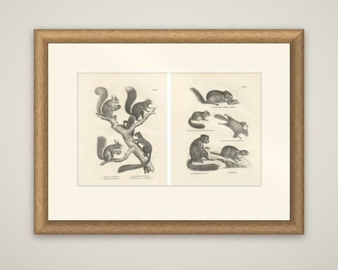 Antique Lithographs of Squirrels & Flying Squirrels, 19th Century, shown framed
