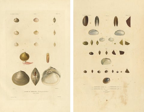 Antique Conchology Prints, Greenland Bivalves and Modiolaria Shells, 1842, view 4