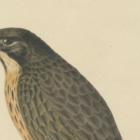 Antique Bird Print of the Grasshopper Buzzard by Severeyns 'c.1850', close-up 1