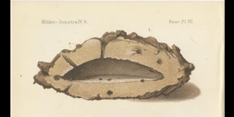 Antique Lithographs of Termite Queen Cells, Termes Gibus, Sumatra c.1887, close-up 2