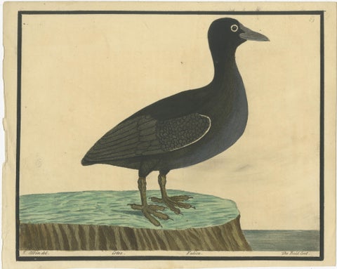 Antique Hand-Colored Engraving of the Bald Coot by E. Albin, circa 1730, view 2