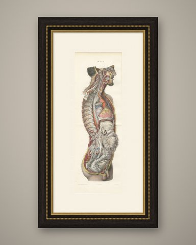 The Nervous System of the Whole Body, Hirschfeld Double Folding Plate, 1866, shown framed