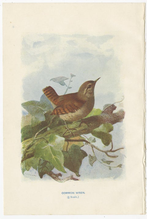 Set of 4 Antique Bird Prints Wren, Whitethroat, Robin, 1901, view 2