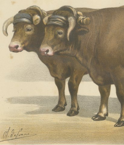 Garonnais Oxen, French Cattle Breed, Antique Chromolithograph by Borie, 1863, close-up 2