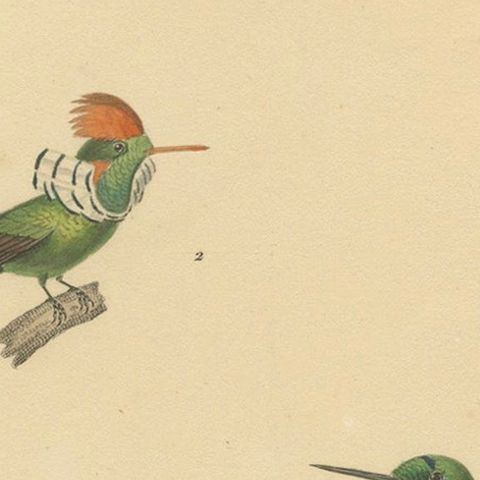 Ornithological Illustration of Hummingbirds by N.Huet and J.G.Prêtre, 1838, close-up 5