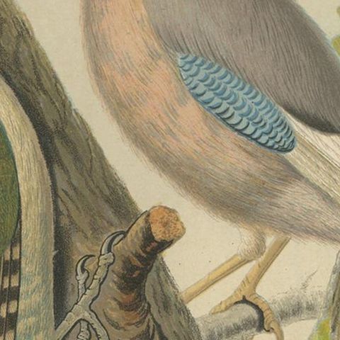 Antique Bird Print of the Green Woodpecker, Jay, Nuthatch, 'circa 1880', close-up 2