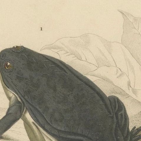 Frog Print of Cape Dactylethra and Surinam Toad, c.1850, by Orbigny, close-up 5