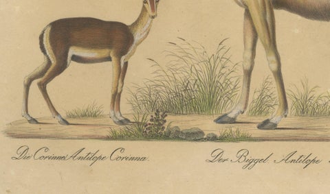 Antique Antelope Lithograph by Karl Joseph Brodtmann, 1816, close-up 4