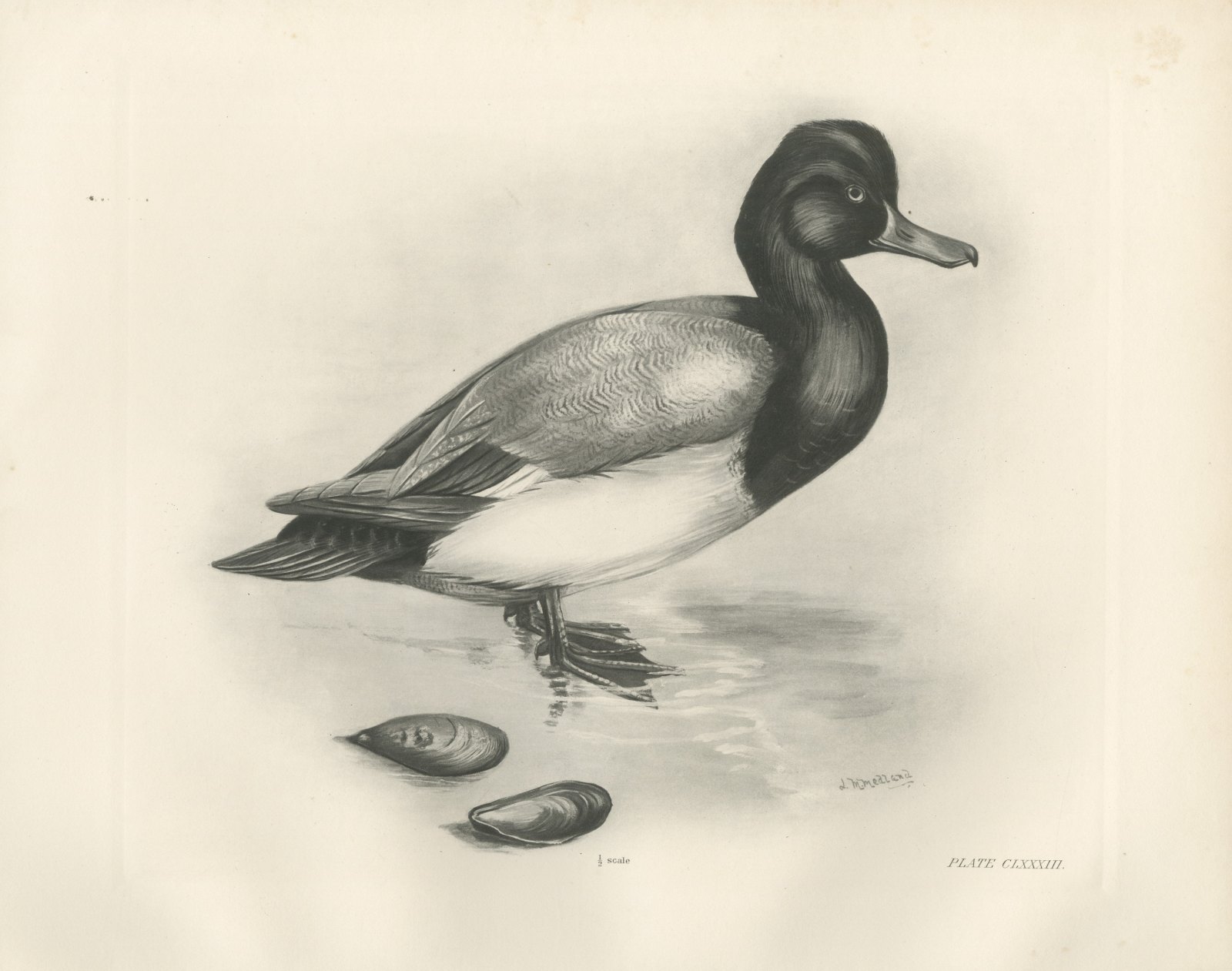 Scaup Drake with Two Mussel Shells, Plate CLXXXIII after Lilian Medland, c. 1909