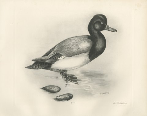 Scaup Drake with Two Mussel Shells, Plate CLXXXIII after Lilian Medland, c. 1909