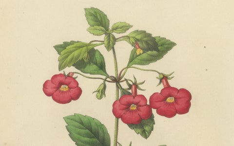 Red Achimenes Flower Botanical Lithograph, Charles Morren, 1845, close-up 4